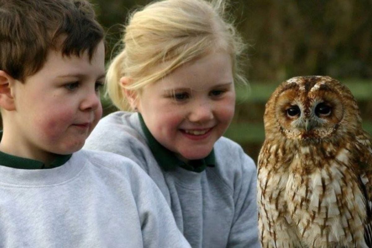 Half Day Falconry Experience Cheshire