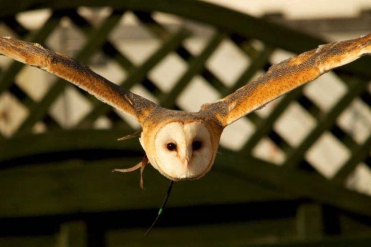 Half Day Falconry Experience Cheshire