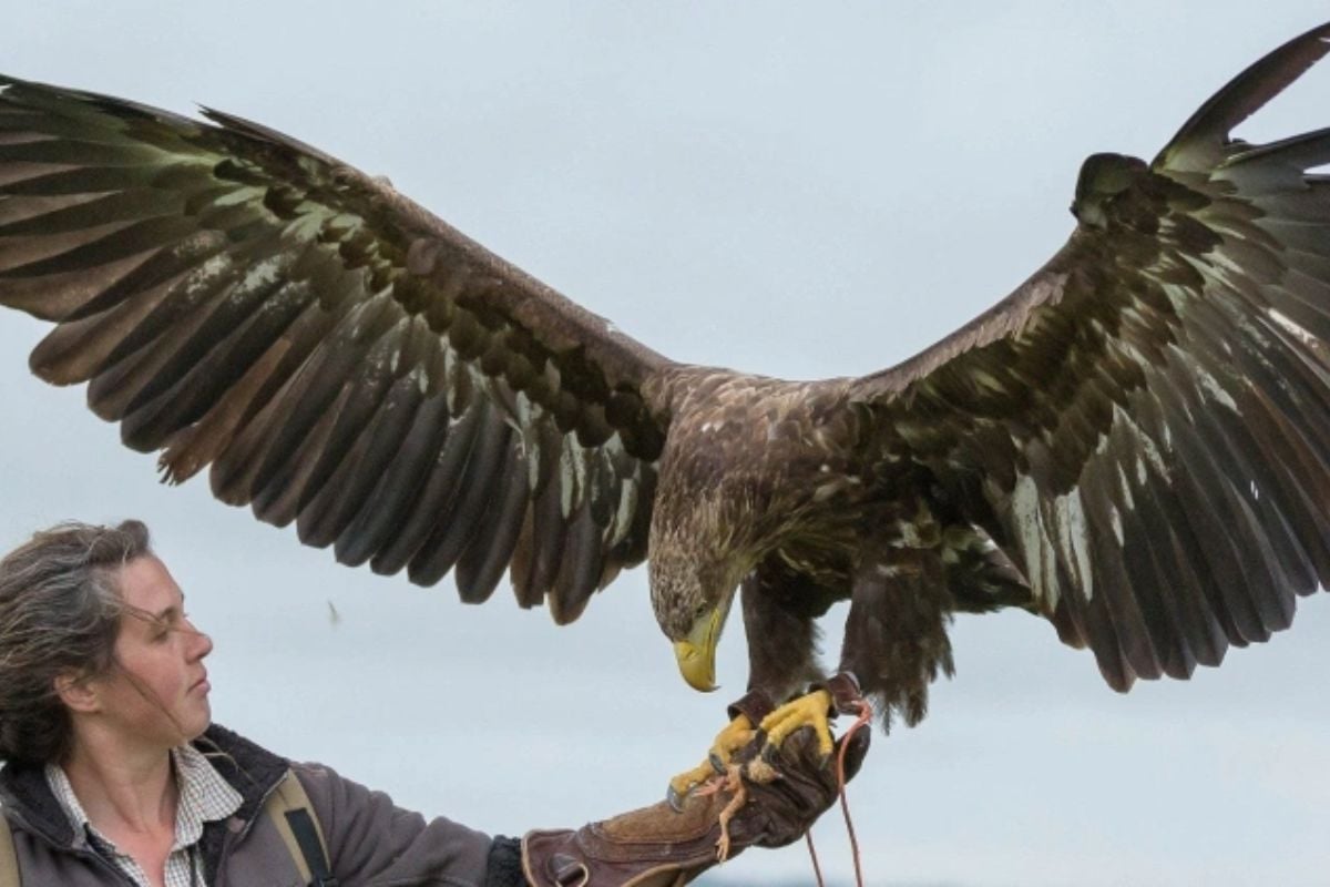 Half Day Falconry Experience in Fife