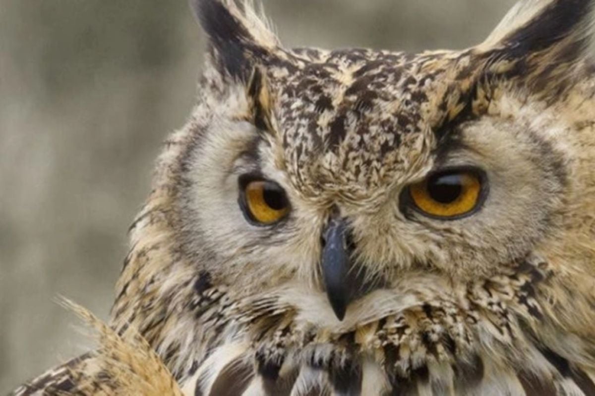 Half Day Falconry Experience in Fife