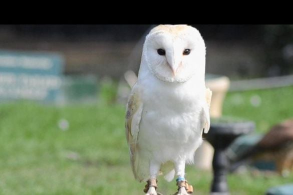 Half Day Falconry Experience for One - Cheshire