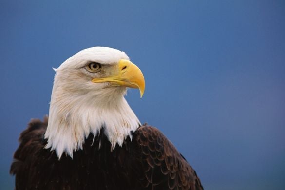 Half Day Falconry Experience for One - Cheshire