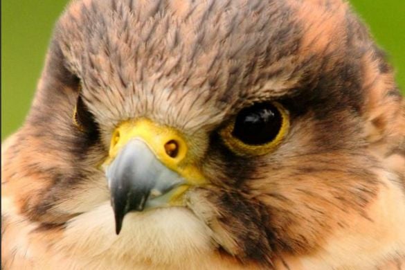 Falconry Half Day Experience For One - West Sussex