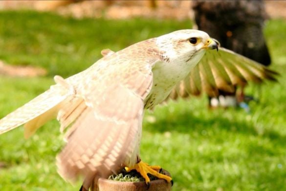 Falconry Half Day Experience For One - West Sussex