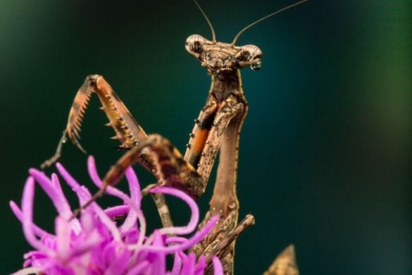 Half Day Macro Photography Workshop - Liverpool