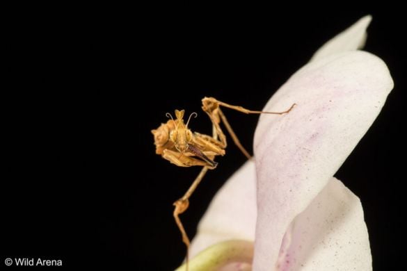 Half Day Macro Photography Workshop - Liverpool