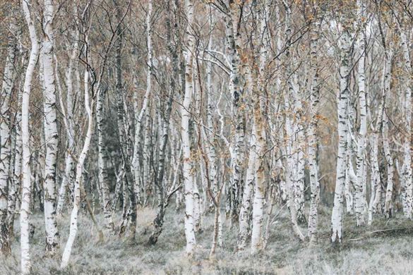 Half Day Peak District Photography Workshop