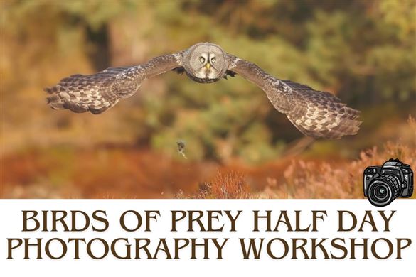 Birds Of Prey Half Day Photography Workshop