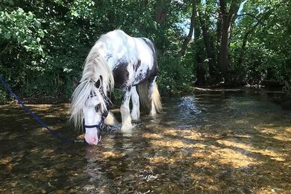 Half Day Pony Walking Experience - Dorset
