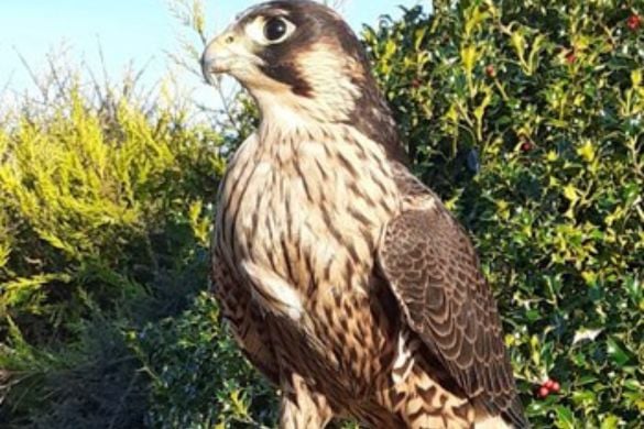 Hawk Walk Experience for One - West Yorkshire