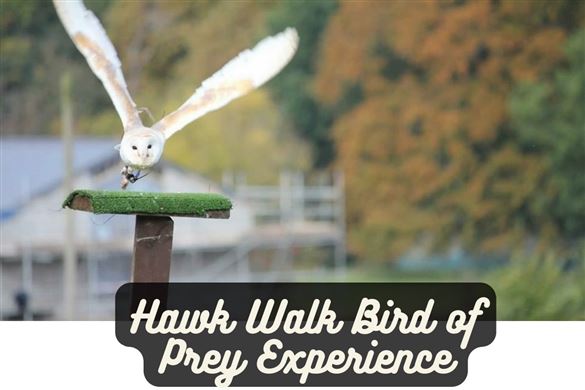 Hawk Walk Bird of Prey Experience