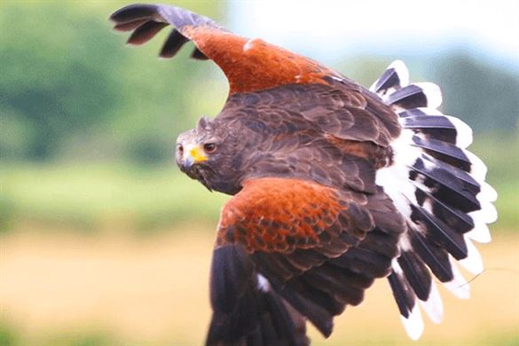 Hawk Walk Birds of Prey Experience