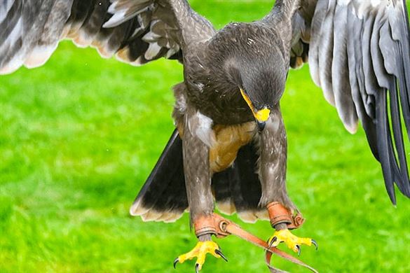 Hawk Walk Birds of Prey Experience