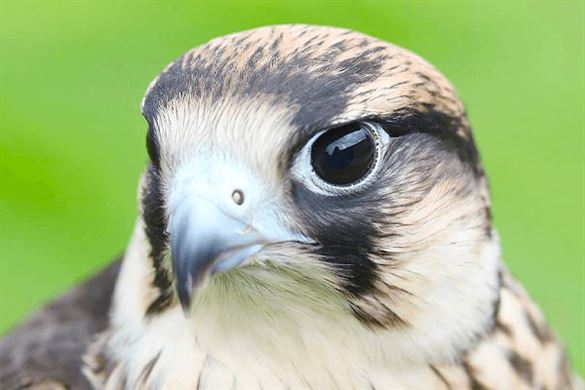 Hawk Walk Birds of Prey Experience