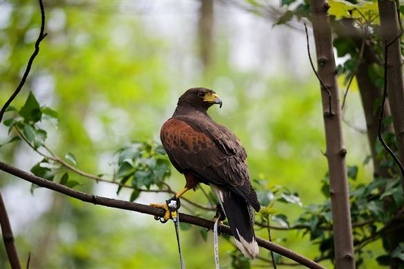 Birds of Prey Hawk Walk - West Yorkshire