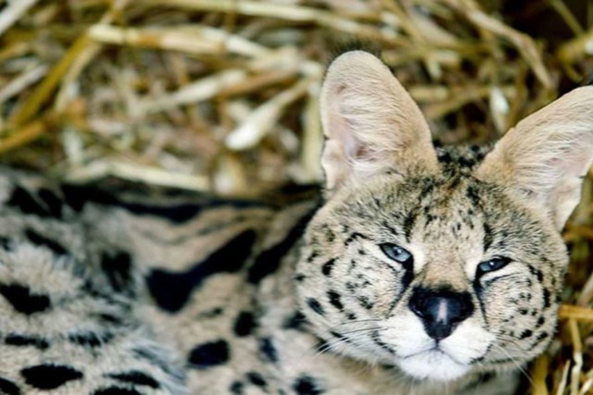 Entry Tickets to Hoo Zoo & Dinosaur World (Adult Entry Ages 16+)
