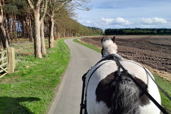 Two Wheeler Horse Cart Driving Experience 