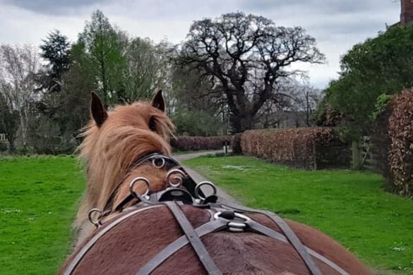 Horse and Cart Driving Experience with Lunch - Skipwith 