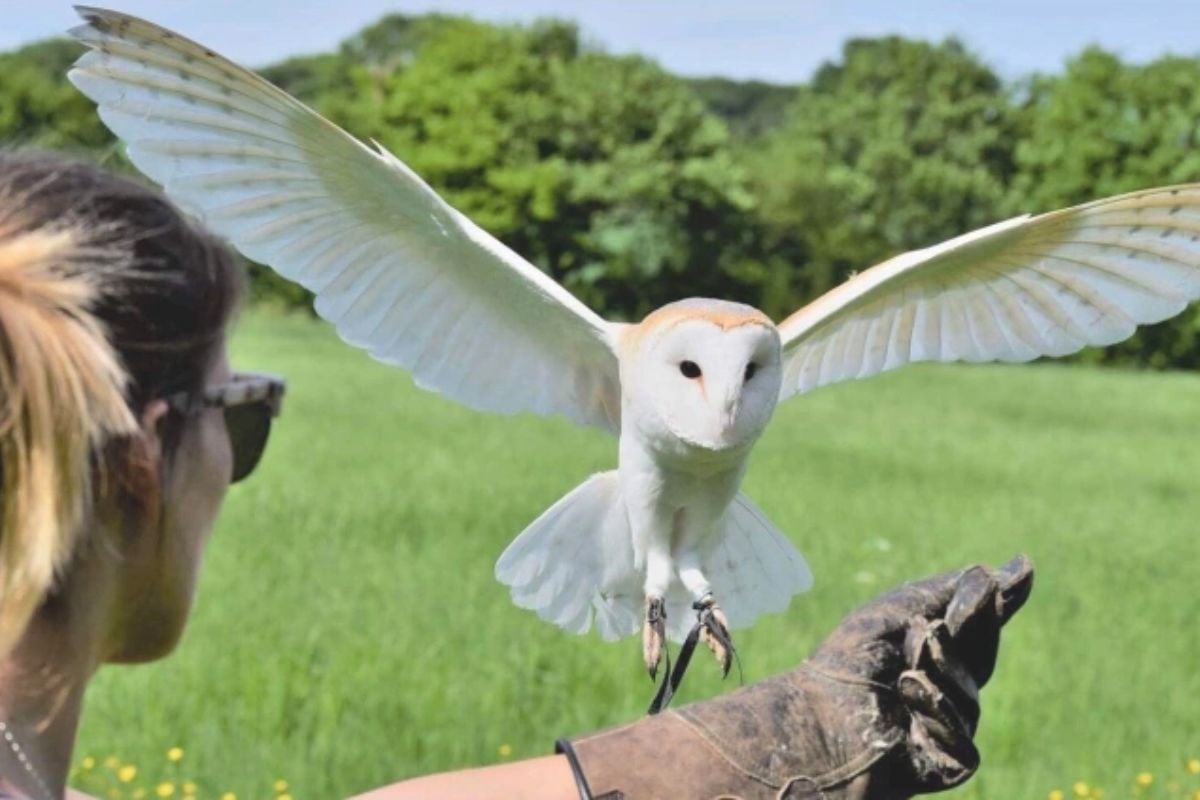 Junior Owl Experience