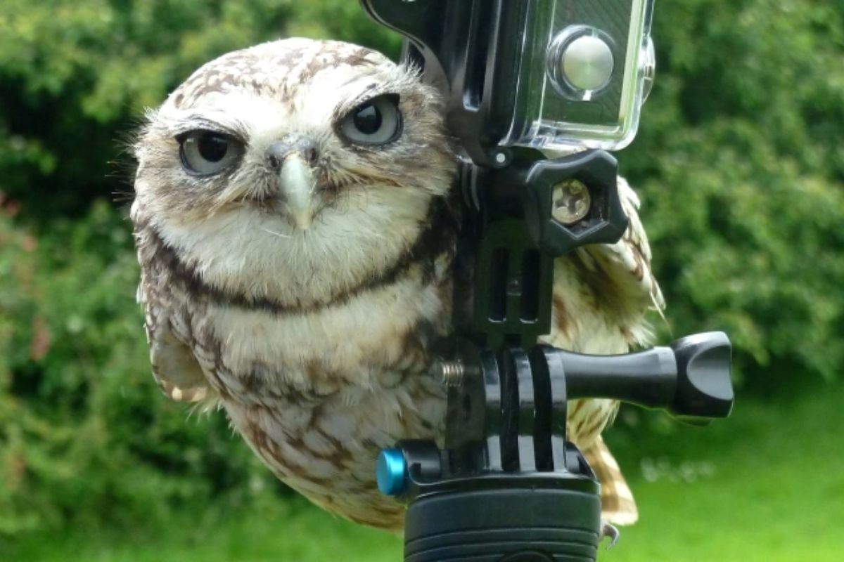 Junior Owl Experience