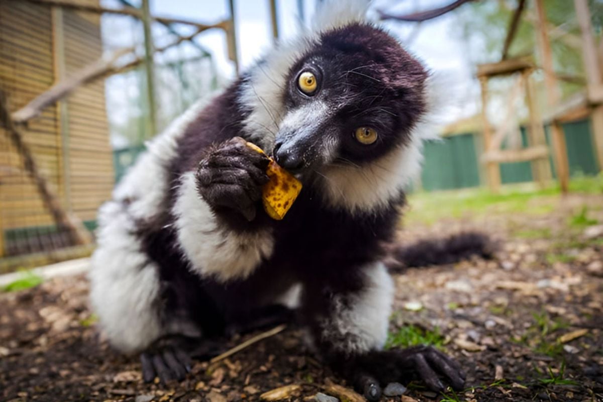 Junior Zoo Keeper for Two Shropshire (Ages 6+)