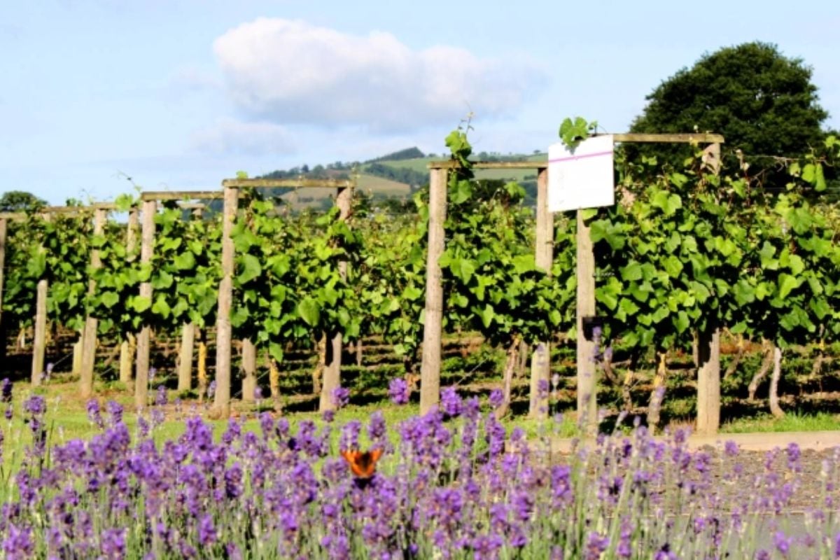 Kerry Vale Vineyard Tour and Afternoon Tea Shropshire
