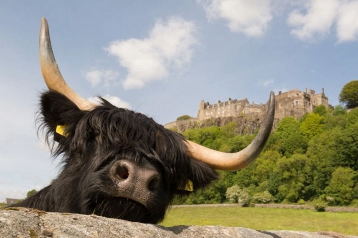 Loch Lomond Stirling Castle And The Kelpies Tour