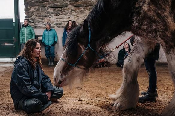 Meditate with Heavy Horses in the Lake District