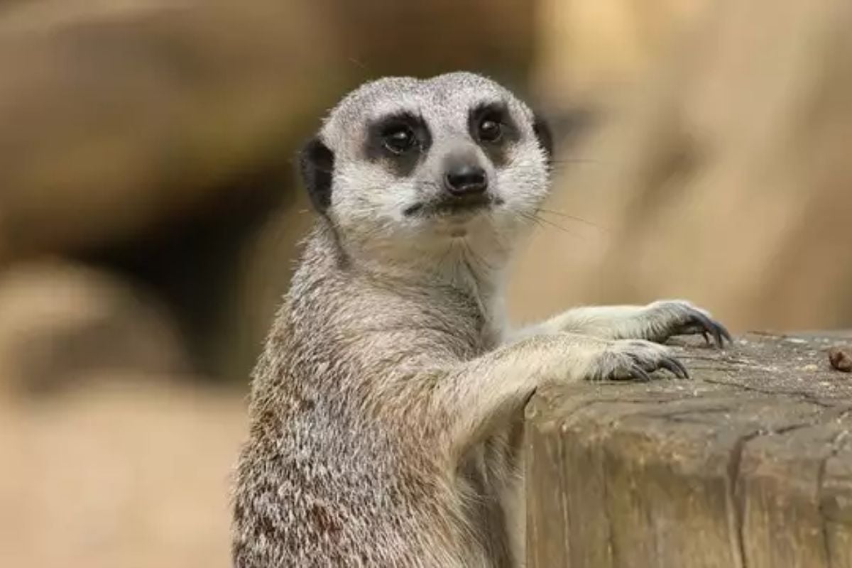 Meerkat and Lemur Experience for Two
