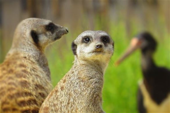 Full Day Meerkat and Reptile Photography - Bristol