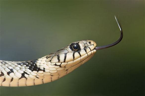 Full Day Meerkat and Reptile Photography - Bristol
