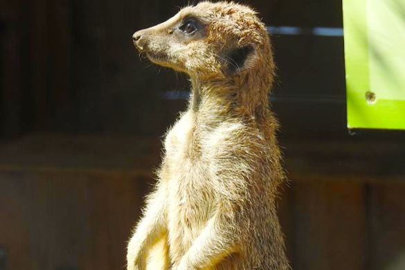 Meerkat Experience for One - East Sussex