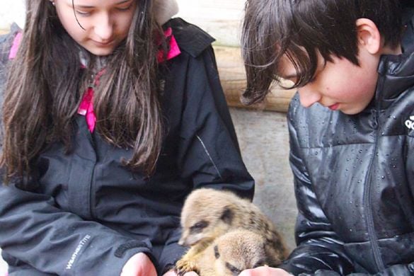 Meerkat Experience for One - East Sussex