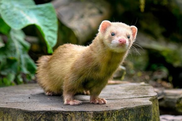Meet The Ferrets Experience For Two People