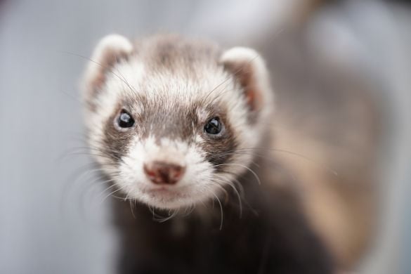 Meet The Ferrets Experience For Two People