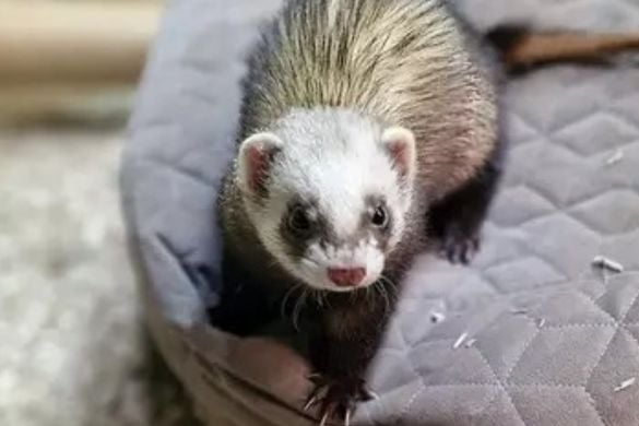 Meet The Ferrets Experience For Two People