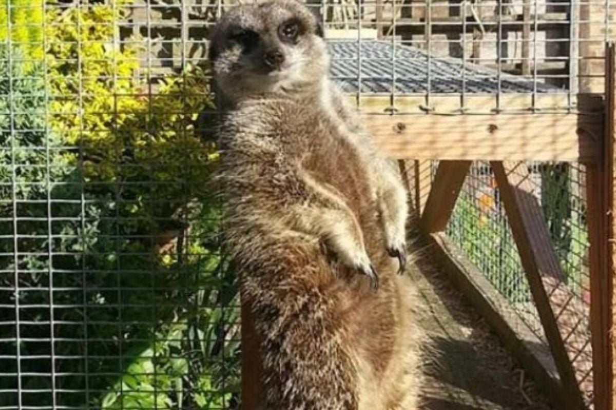 Meet The Meerkats Experience