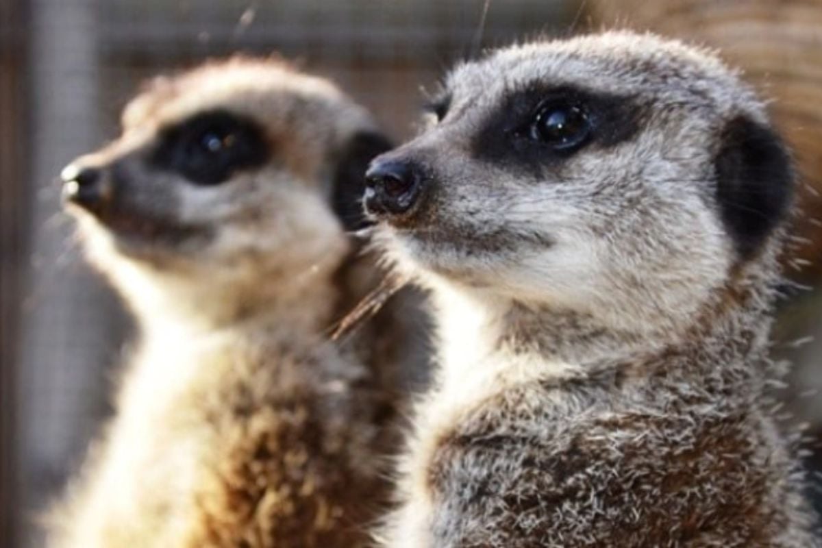 Meet The Meerkats Experience