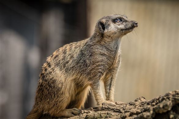 Meet the Meerkats for Two Oxfordshire