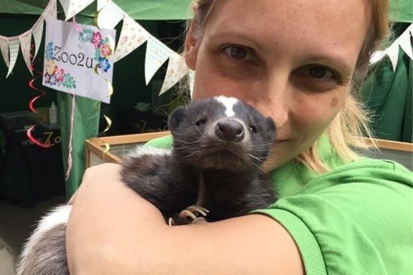 Meet the Skunks Experience in Cheshire