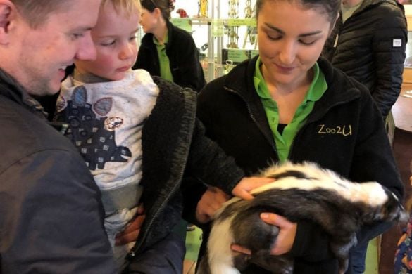 Meet the Skunks Experience in Cheshire