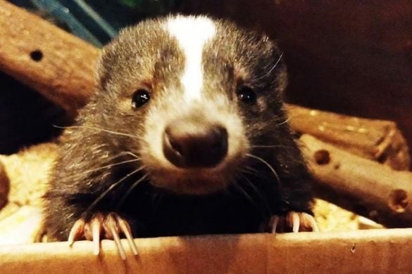 Meet the Skunks Experience in Cheshire