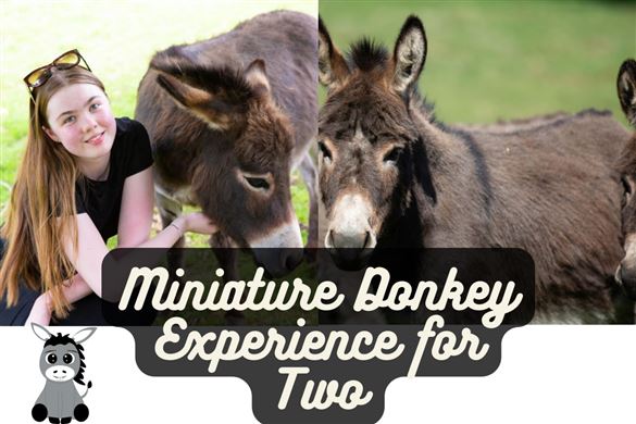 Miniature Donkey Experience for Two