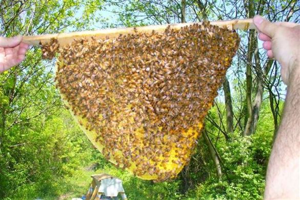 Natural Beekeeping with Philip Chandler