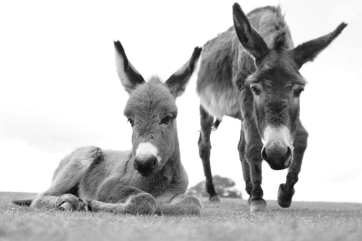 New Forest Photography Experience Day