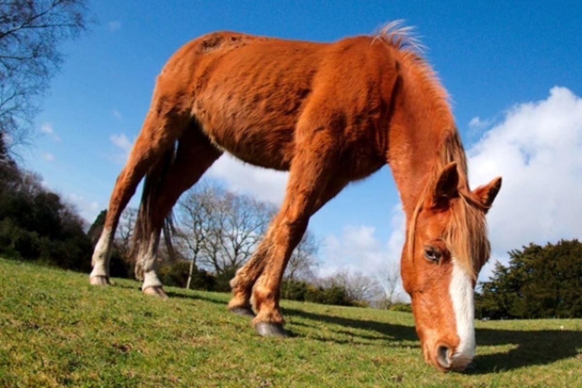 New Forest Photography Experience Day