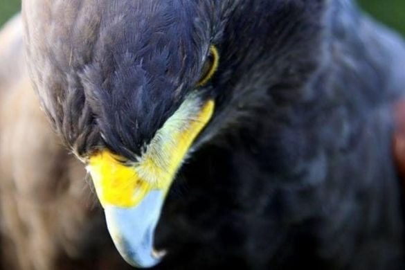 Newcastle Hawk Walk Experience