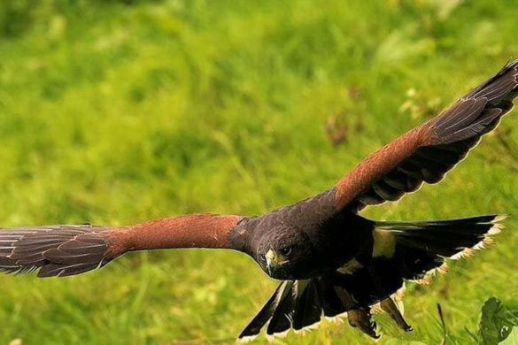 Newcastle Hawk Walk Experience
