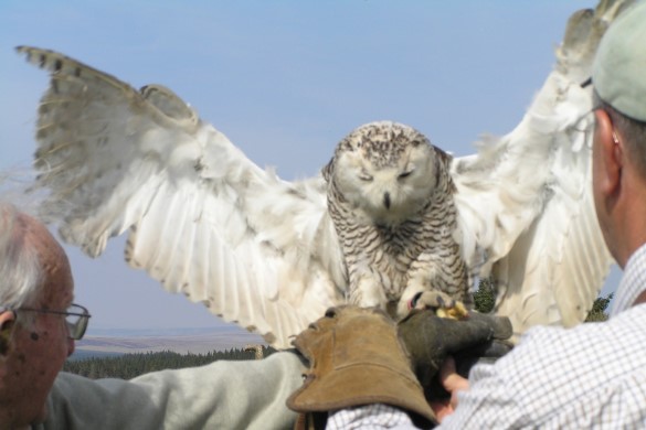 Half Day Falconry Day For One - Northumberland