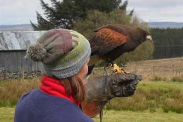 Half Day Falconry Day For One - Northumberland